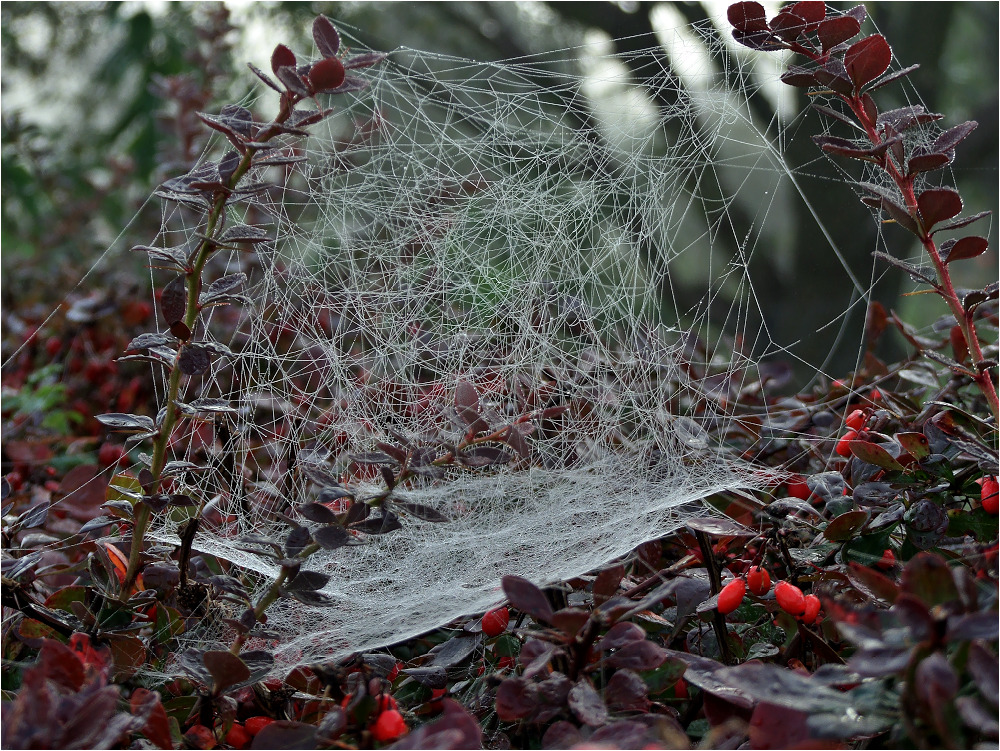 Herbststimmung im Garten