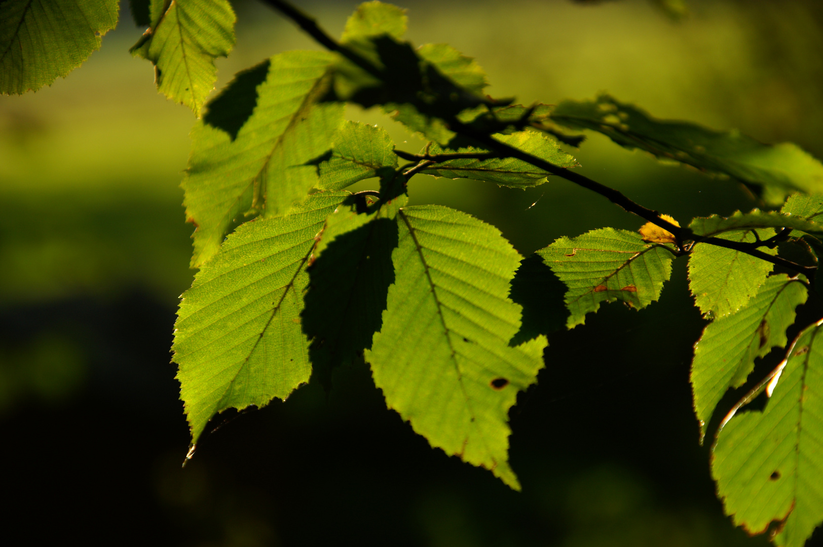 Herbststimmung im Gegenlicht