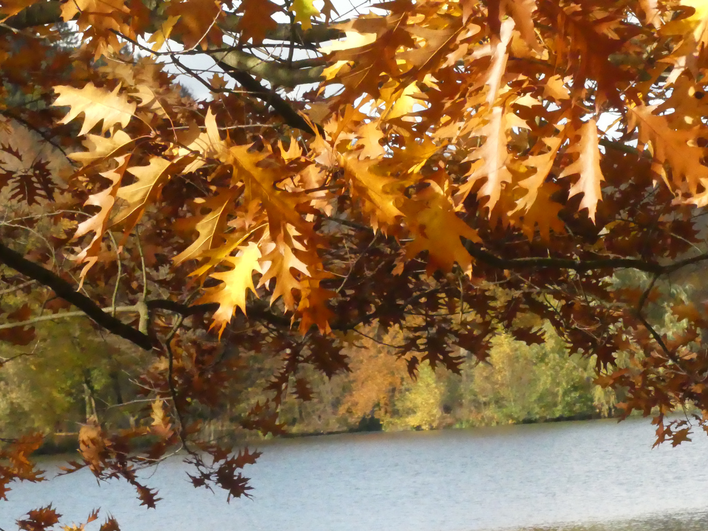 Herbststimmung im Greizer Park (2)