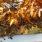 Herbststimmung im Greizer Park (2)