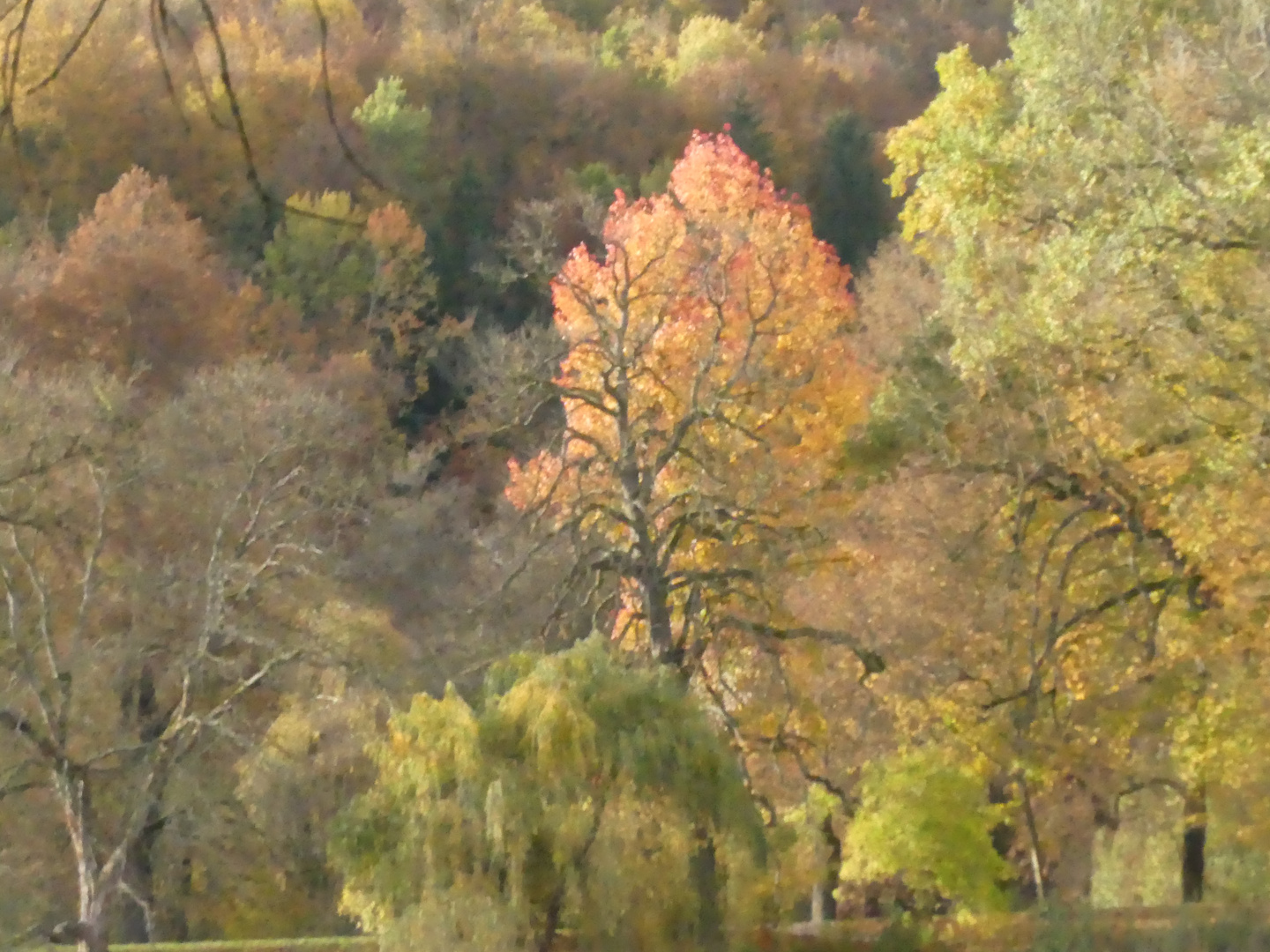 Herbststimmung im Greizer Park (3)