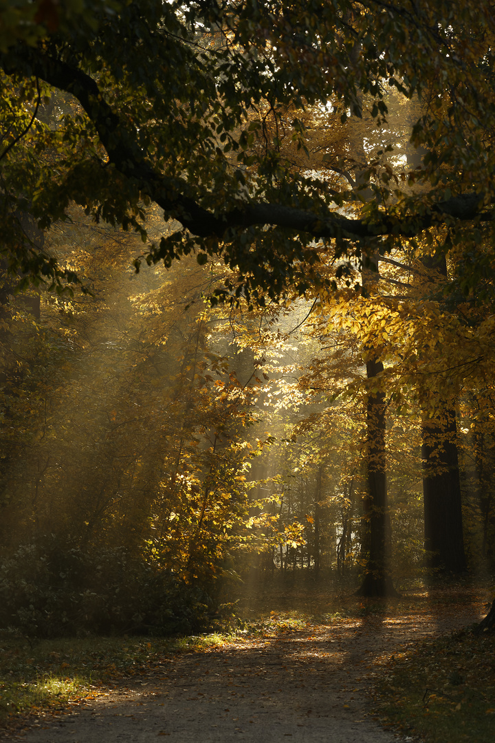 Herbststimmung im Großen Garten Dresden