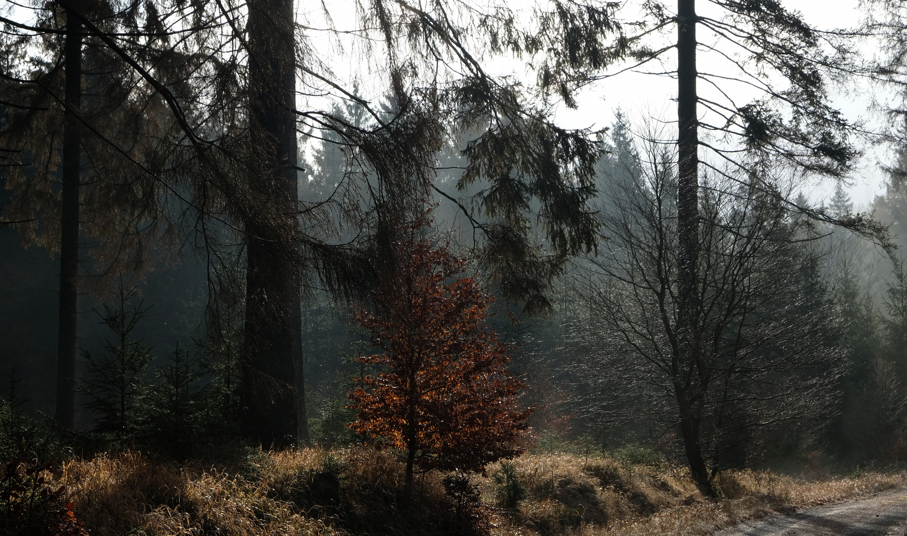 ....Herbststimmung im Harz....