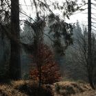 ....Herbststimmung im Harz....
