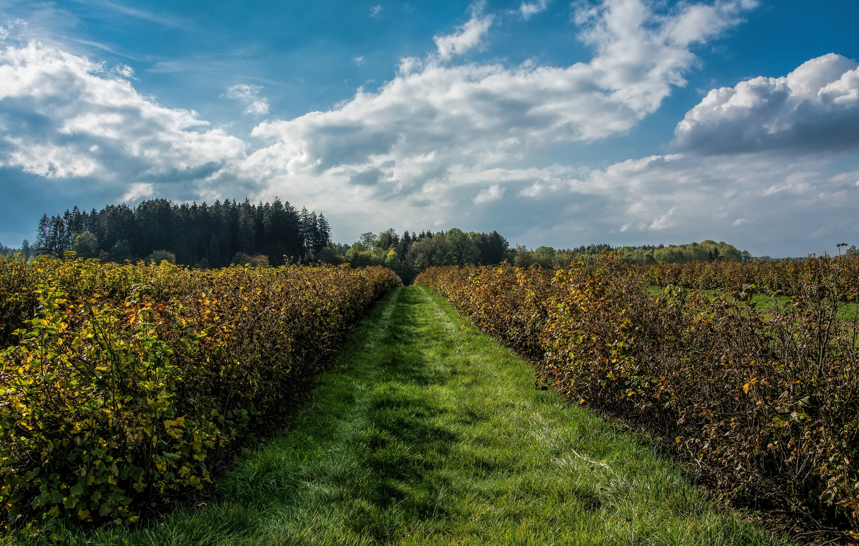 Herbststimmung im Himbeerfeld