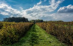 Herbststimmung im Himbeerfeld