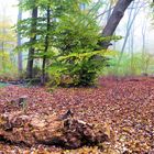 Herbststimmung im Kölner Grüngürtel