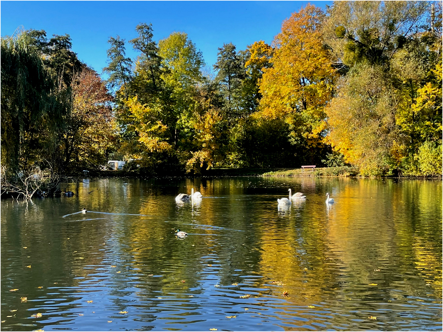 herbststimmung im levinschen park in göttingen