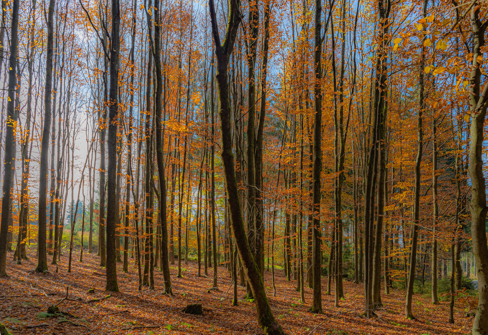 Herbststimmung im lichten Wald