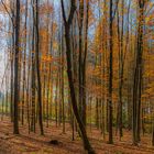 Herbststimmung im lichten Wald