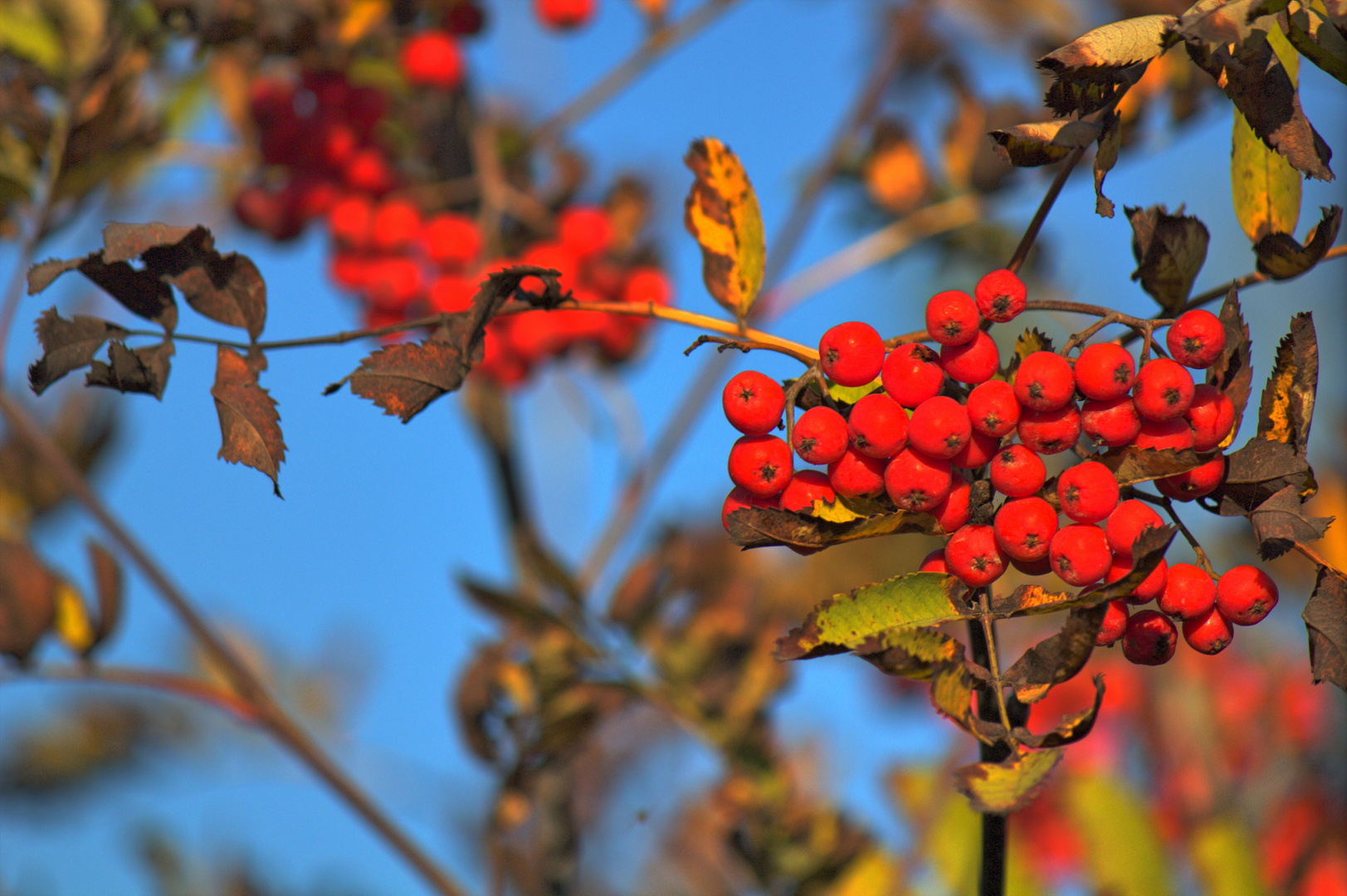 Herbststimmung im Marienfeld bei Götzenkirchen