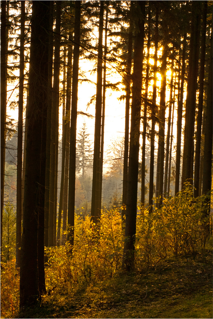 Herbststimmung im Mischwald