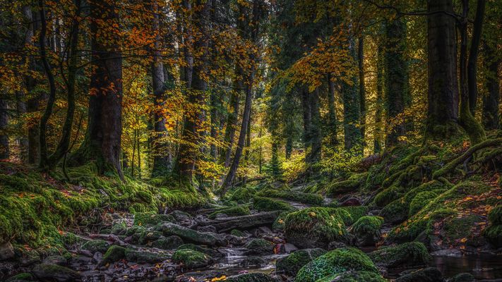 Herbststimmung im Monbachtal 
