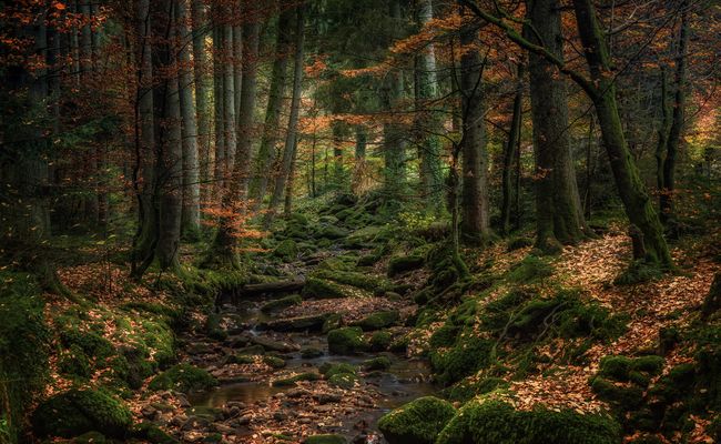 Herbststimmung im Monbachtal