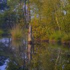 Herbststimmung im Moor