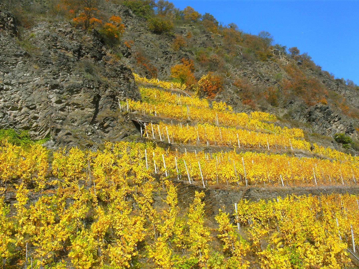 Herbststimmung im Moseltal 12