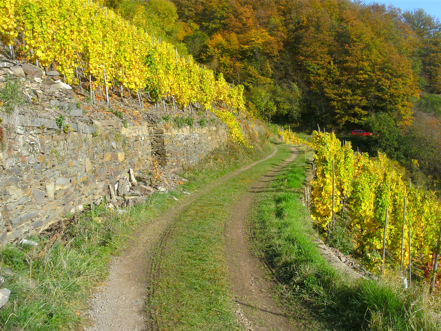 Herbststimmung im Moseltal 13