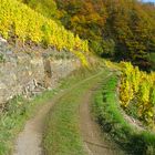 Herbststimmung im Moseltal 13