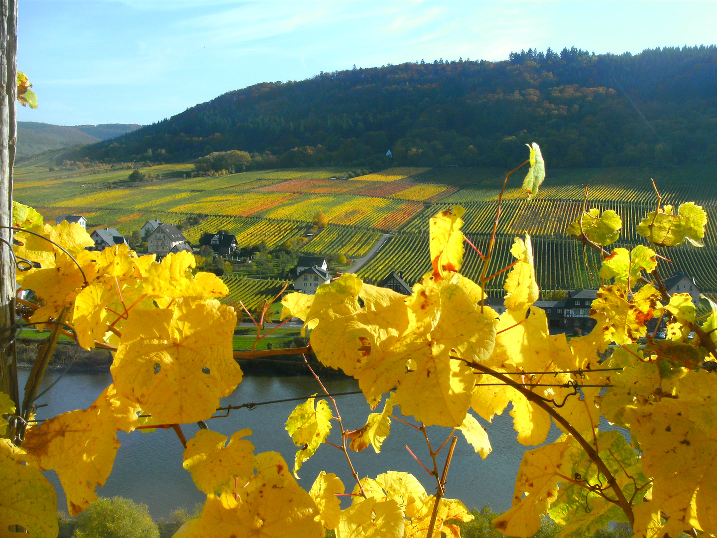 Herbststimmung im Moseltal 16