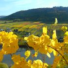 Herbststimmung im Moseltal 16