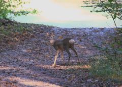 Herbststimmung im Nymphenburger Schlosspark