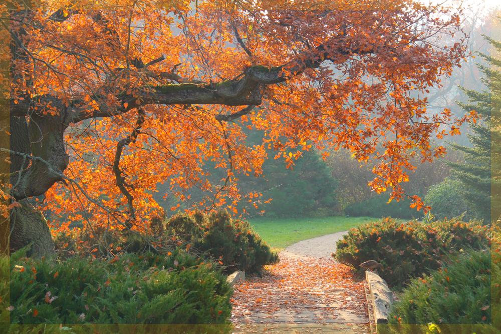 Herbststimmung im Park