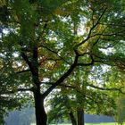 Herbststimmung im Park