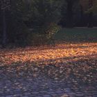 Herbststimmung im Park