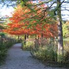 Herbststimmung im Park