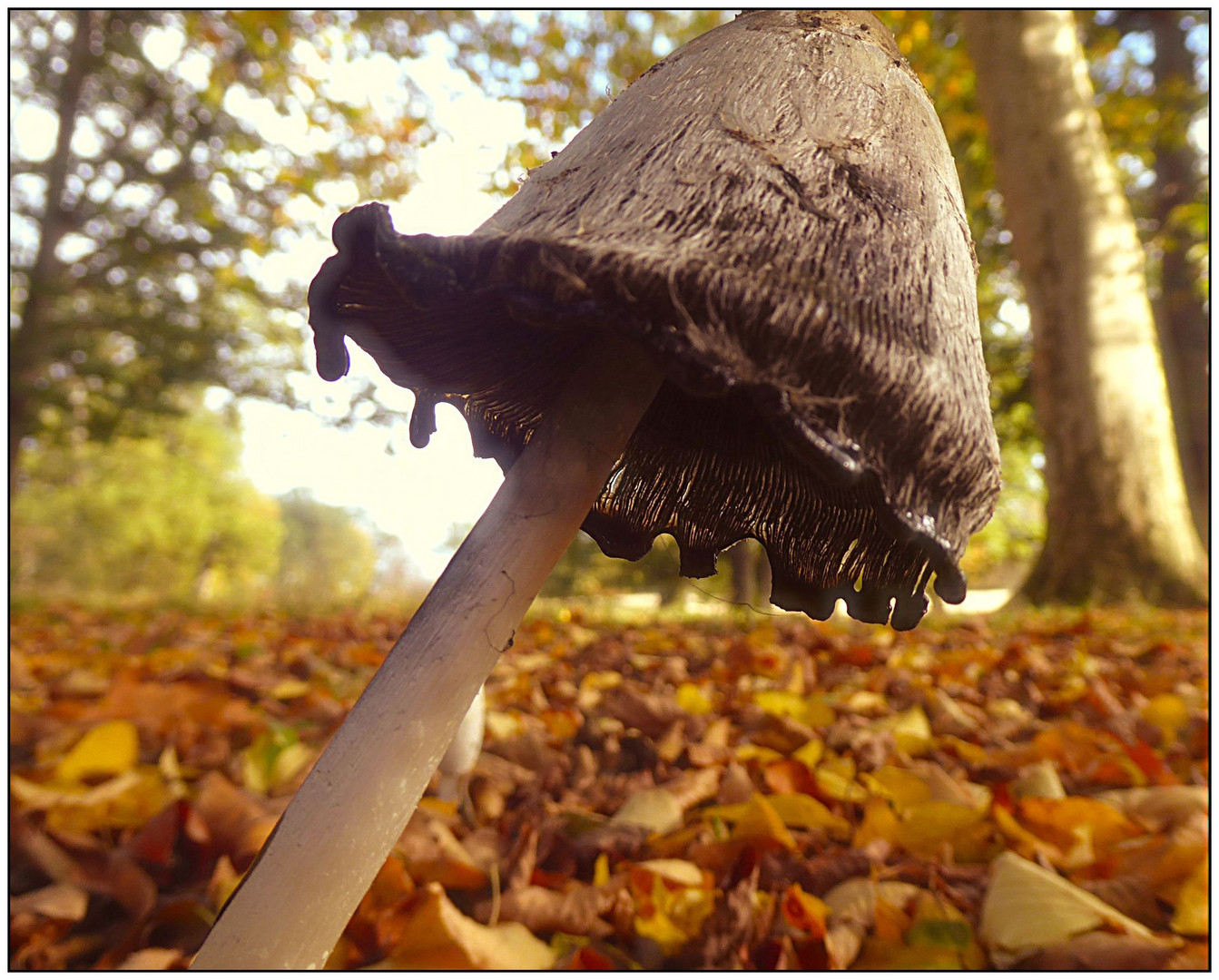 Herbststimmung im Park