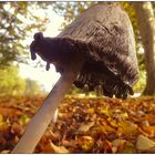 Herbststimmung im Park