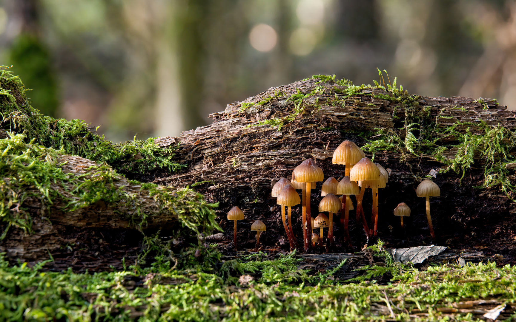 Herbststimmung im Pilzwald