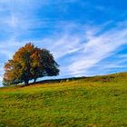 Herbststimmung im Randecker Maar