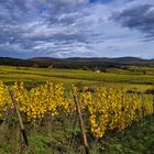 Herbststimmung im Rheingau