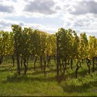 Herbststimmung im Rheingau