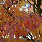 Herbststimmung im Schlosspark Herten