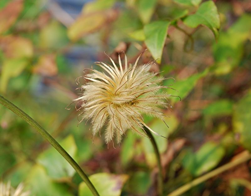 Herbststimmung im Sommer - verblühte Klematis