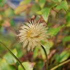 Herbststimmung im Sommer - verblühte Klematis