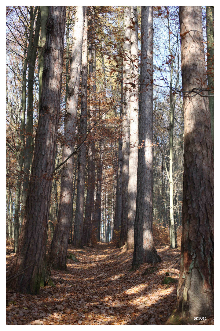 Herbststimmung im Spessart