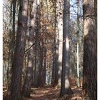 Herbststimmung im Spessart