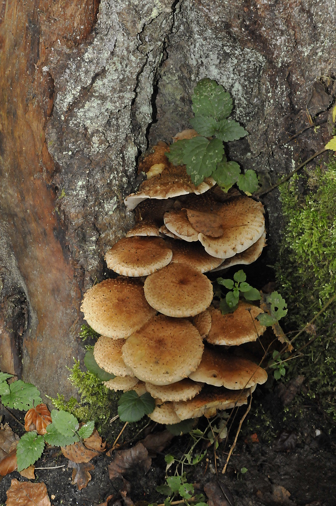 Herbststimmung im Tal der Ilz