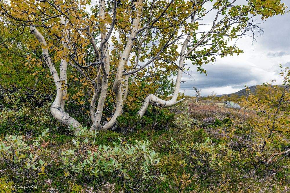 Herbststimmung im Tal Dindalen 