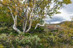 Herbststimmung im Tal Dindalen 