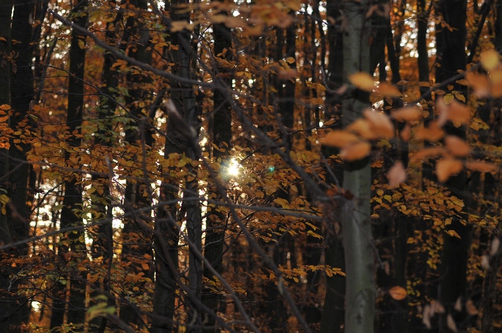 Herbststimmung im Taunus