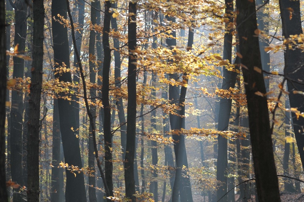 Herbststimmung im Taunus