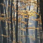 Herbststimmung im Taunus