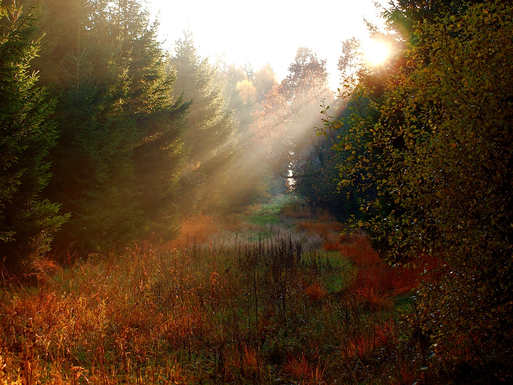 Herbststimmung im Teutoburger Wald