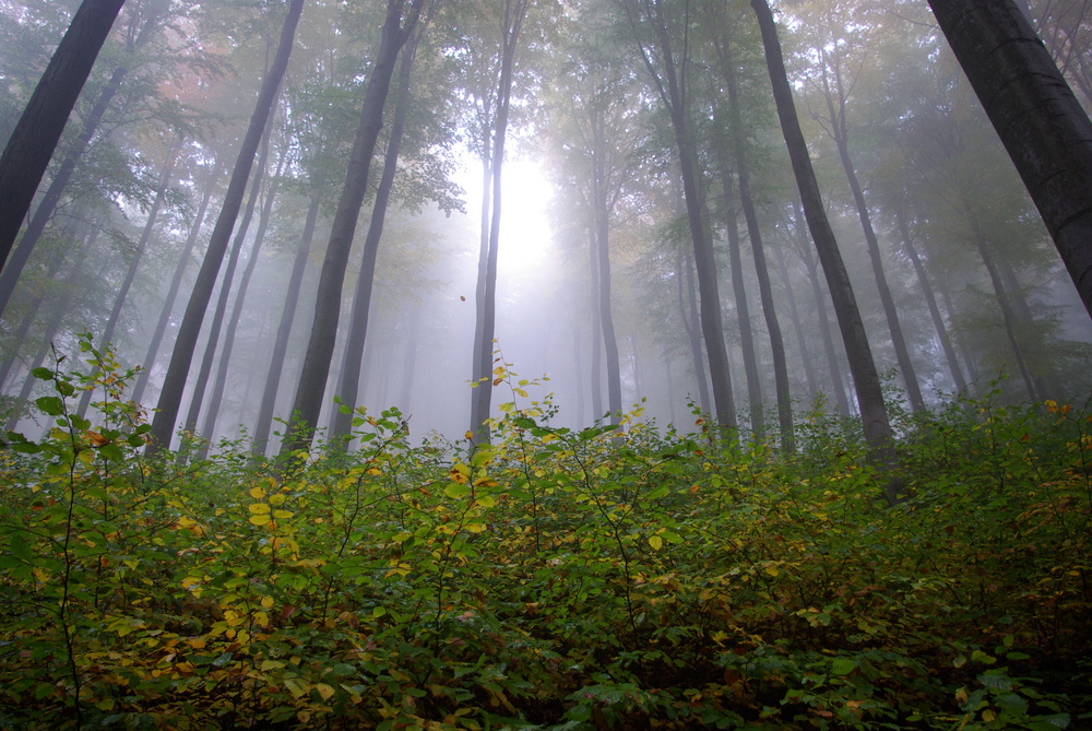 Herbststimmung im Thüringer Wald