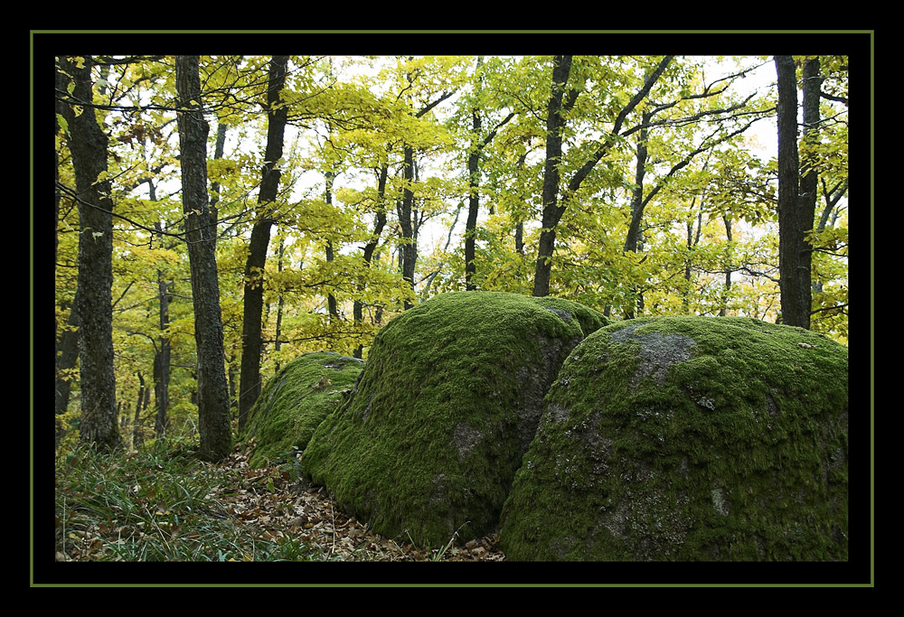 Herbststimmung im Wald #01