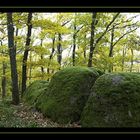 Herbststimmung im Wald #01